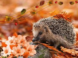 Jeżyk siedzący na liściach